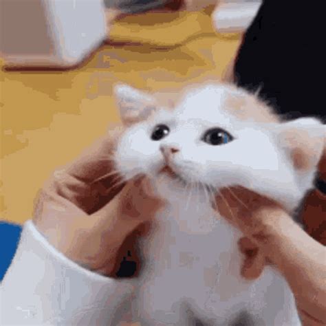 Their big eyes, clumsy playing, and uncoordinated pouncing will melt even the coldest of hearts. . Cute cat gif animated